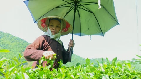 11 chính sách hỗ trợ phát triển ngành chè Thái Nguyên