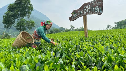 Vùng nguyên liệu tốt tạo ra những búp chè ngon