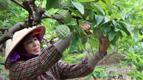 Thái Nguyên có 91 chuỗi cung ứng thực phẩm an toàn