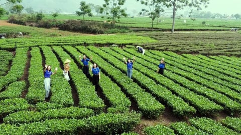 Thu nhập từ cây chè dẫn đầu khối hợp tác xã ở Thái Nguyên
