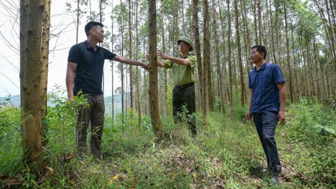 Giải phóng sức sáng tạo cho khoa học lâm nghiệp