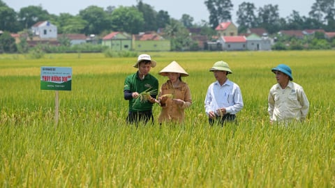 Hình ảnh đồng lúa trĩu bông nhờ tuân thủ thời vụ ở Nghệ An