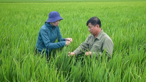 Lúa xuân đồng bằng sông Hồng hứa hẹn thắng lợi