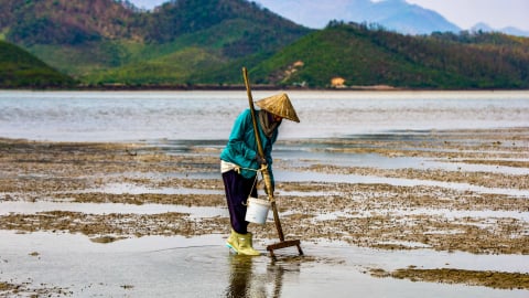 Theo dấu 'vàng ròng' giữa lòng biển Quan Lạn
