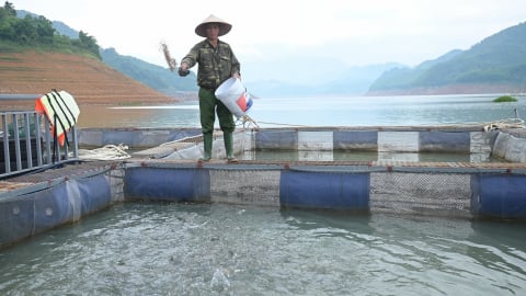 Người nuôi cá lòng hồ Hòa Bình chủ động ứng phó nước rút sâu