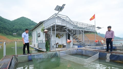 Làm gì để bảo vệ đàn cá khi mực nước lòng hồ xuống thấp?