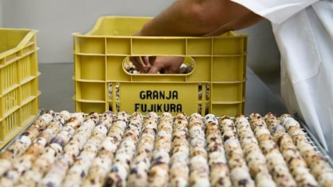 Tập đoàn Granja Fujikura muốn phát triển nông nghiệp công nghệ cao tại Việt Nam