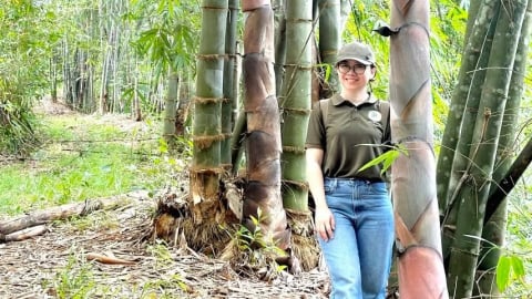 Tre khổng lồ- giải pháp phục hồi sinh thái rừng