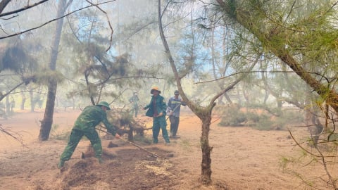 Bình Định kịp thời dập tắt vụ cháy rừng phòng hộ