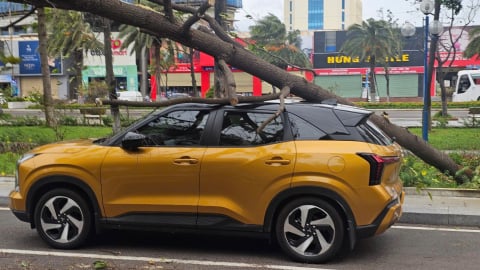 Cây xanh bật gốc khiến người đi đường bị thương, ô tô hư hỏng