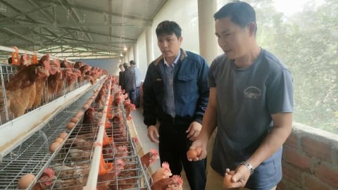 Nghề nuôi gà lấy trứng khởi sắc
