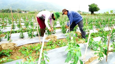 Trao 'cần và dạy câu' - giải pháp giảm nghèo bền vững