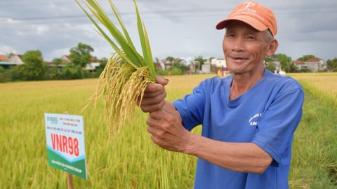 Vụ thứ 3 liên tiếp giống VNR98 khẳng định trên đất Đông GiaLai