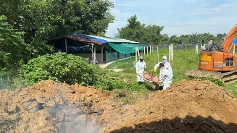Cả hệ thống chính trị Gia Lai vào cuộc phòng chống dịch tả lợn Châu Phi