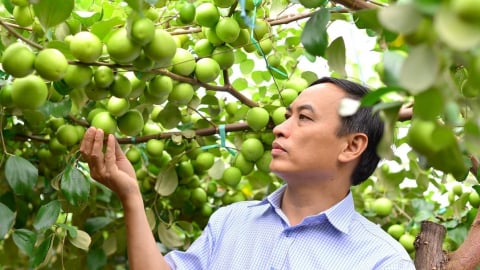 Những giống táo năng suất 50 - 60 tấn/ha, độ ngọt trên 11%