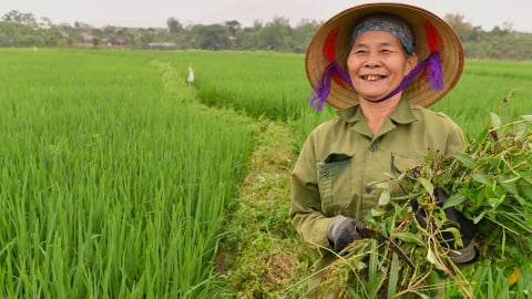 Về vùng nếp Quạ đen 200 ha dùng vôi bột diệt ốc bươu vàng