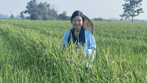 Người đàn bà khóc cùng lúa lai