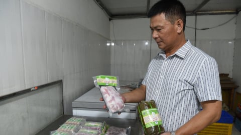 Gặp người từng thử nghiệm nuôi lợn để lấy 'lòng xe điếu'