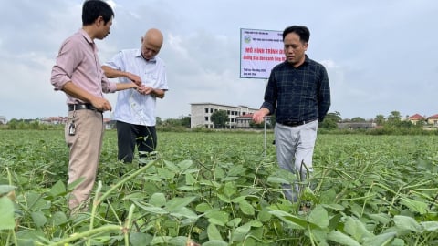 Giống đậu đen xanh lòng ĐEV19