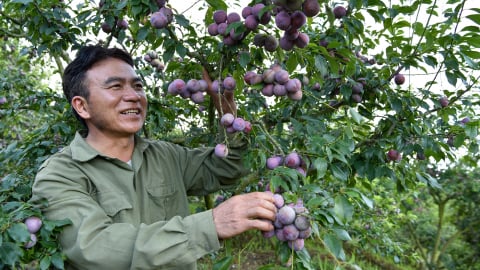 Xã vùng biên mỗi năm 200 hộ thoát nghèo: Người trẻ nghĩ khác ở Lao Khô