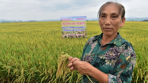 Muốn cấy lúa phát thải thấp phải đi ngược tư duy lúa nước ngàn năm