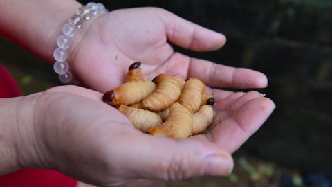 Nuôi con 'quẳng quẳng' đẻ ra con 'nẽ'