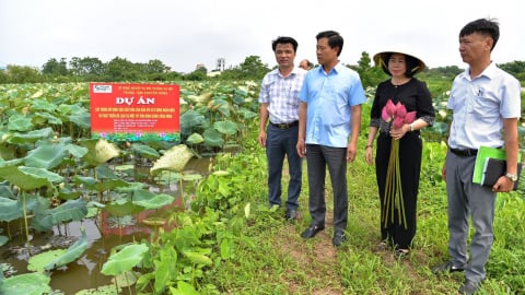 Đa dạng hệ sinh thái cho cây sen Hà Nội