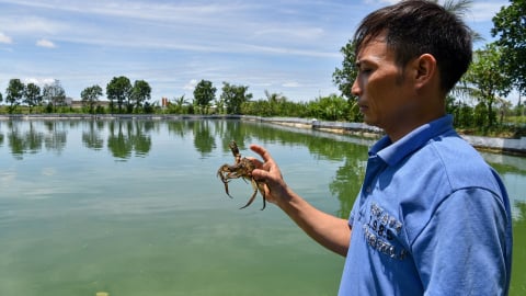 Mở nghề nuôi cà ra [Bài 2]: Lý do khiến nhiều hộ nuôi thất bại