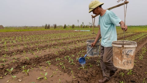 Thủ đô chuyển dịch cơ cấu nông nghiệp theo hướng đô thị, hiện đại