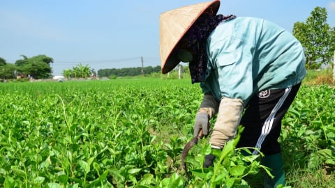 Sản xuất hữu cơ PGS giúp thay đổi nhận thức của nông dân Hà Nội