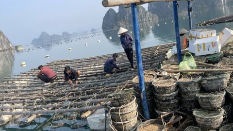 Vân Đồn phục hồi nuôi biển sau bão Yagi [Bài 3]: Người gỡ lại vốn nhanh nhất
