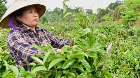 Vị thủ lĩnh ba kích tím ở đất Tây Sơn