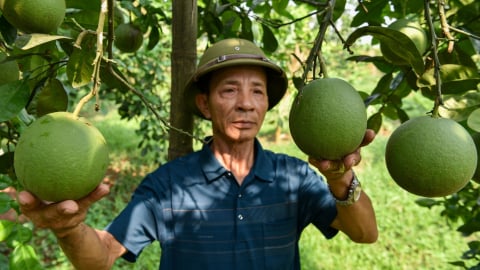 Lão nông xuất khẩu những quả bưởi được tuyển kỹ như thi hoa hậu