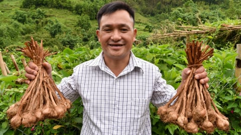 Phục hồi giống tỏi tía Vân Sơn