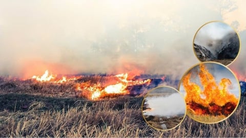 Bản tin môi trường ngày 15/5/2025: Đốt rơm rồi bỏ chạy, một nông dân bị phạt