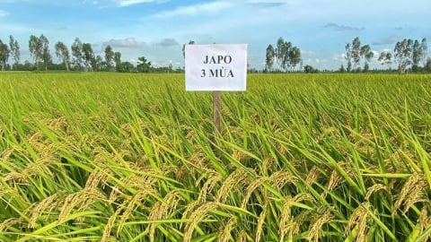 Japo 3 Mùa giống lúa chiến lược chinh phục thị trường Nhật Bản