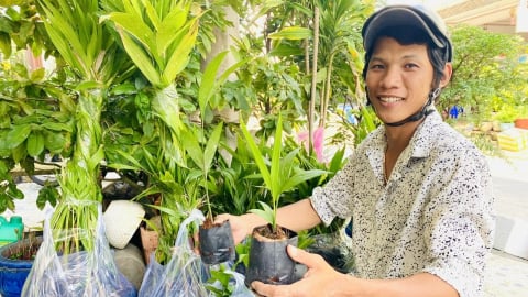 Thị trường cau giống sôi động