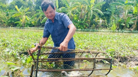 Nuôi trữ cá đồng kết hợp làm du lịch mùa nước nổi