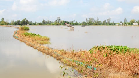 Chủ động đón lũ để phục hồi đất lúa