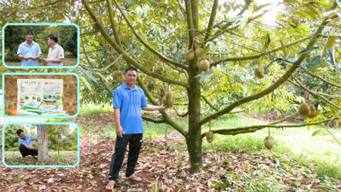 Bio Lacto EM - Giải pháp sinh học ngăn xì mủ, phục hồi cây sầu riêng