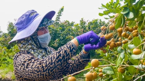 Thanh nhãn đầu mùa giá cao, nhà vườn Cần Thơ phấn khởi