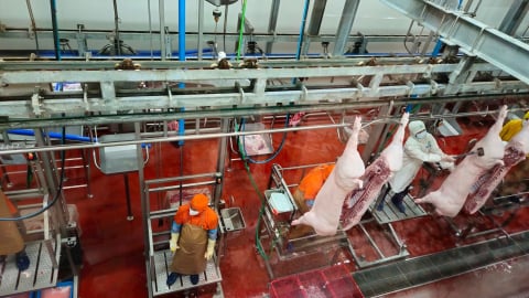 Hà Nội: Tiếp tục kiểm tra công tác giết mổ động vật tại C.P Việt Nam