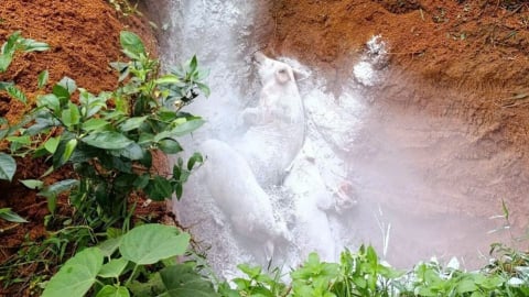 Tiêu hủy hơn 2 nghìn tấn lợn nhiễm dịch tả lợn châu Phi