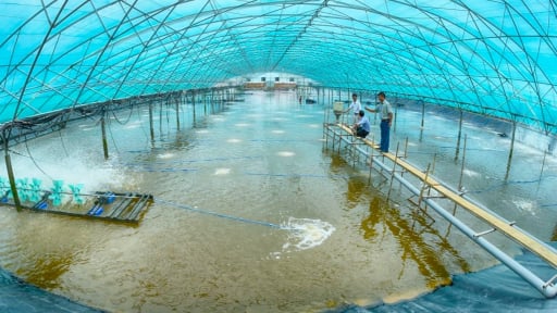 Nuôi tôm công nghệ cao: Đầu tư khéo, lợi nhuận cao