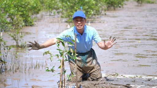 Cần Thơ trồng 5 ha rừng ngập mặn trên đất bãi bồi ven biển