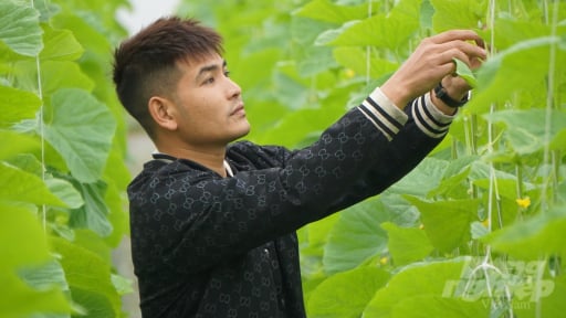 Chàng trai 'bắt’ dưa vàng ra quả theo ý muốn