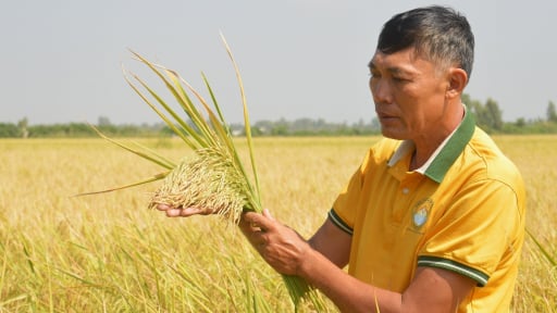 Câu lạc bộ Organic Kiên Giang lan tỏa sản xuất hữu cơ