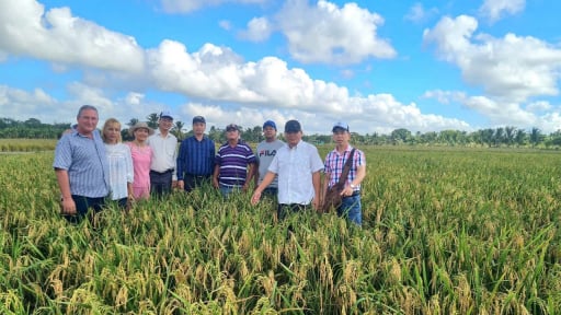 Chuyện đoàn chuyên gia Việt Nam hướng dẫn sản xuất lúa ở Cuba
