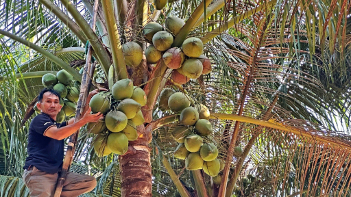 Ngư dân 'giải nghệ', trồng dừa làm giàu