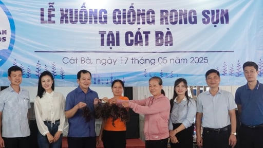 30 hộ dân đăng ký trồng thử nghiệm rong sụn tại Cát Bà
